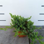 Borievka pobrežná (Juniperus conferta) ´BLUE PACIFIC´ – výška 20-30 cm, kont. C3L